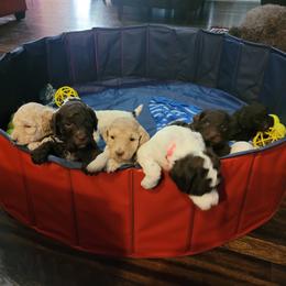Poodle Puppies from Jazzi Oodles