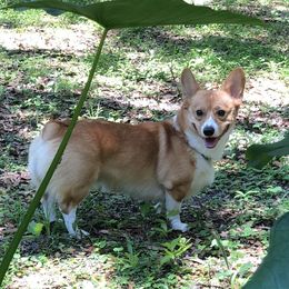 Hotrod - Pembroke Welsh Corgi