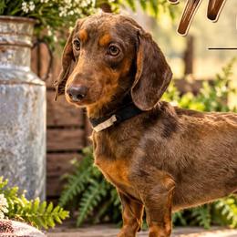 Dachshunds and Perro de Presa Canarios from Mesquite Creek Kennels