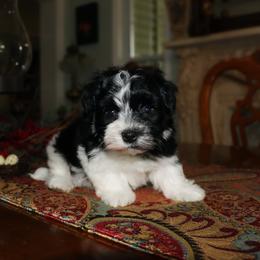 Villeroy - Black and white male Havanese puppy in Hamptonville, North Carolina from Alabama Havanese Kennel Tidewater Kennel