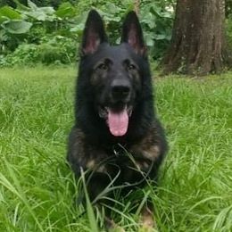Jet - German Shepherd