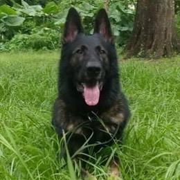 Jet - German Shepherd