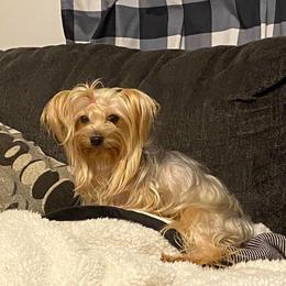 Emmy - Yorkshire Terrier