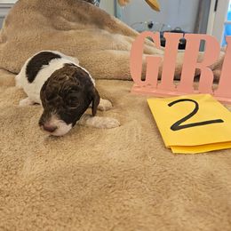 Girl 2 - Parti female Poodle puppy in Detroit, Michigan from Pretty Spoiled Spoos llc