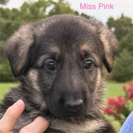 Miss Pink - Black and tan female German Shepherd puppy in Branchburg, New Jersey from Christine's German Shepherds