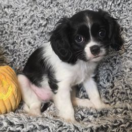 Siege - Black and white female Cavalier King Charles Spaniel puppy in Stilwell, Oklahoma from Love Bug Cavaliers