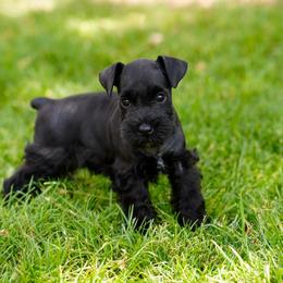 Onyx - Black female Miniature Schnauzer puppy in Snowflake / Phoenix, Arizona from Snowflake Schnauzers