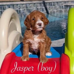 Jasper - Red  male Goldendoodle puppy in Beverly Hills, Florida from Bundle of Joy Doodles