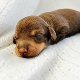 Chance- CKC Registration - Chocolate and tan male Dachshund puppy in East Bend, North Carolina from Yadkin Valley Dachshunds