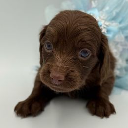 Solid Chocolate Female - Chocolate female Dachshund puppy in North Branch, Michigan from Doxie View Acres