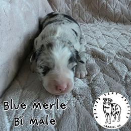 Jimbo - Blue merle male Miniature Australian Shepherd puppy in Jaroso, Colorado from Heaven Sent Aussies