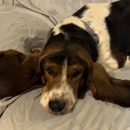 Maci - Basset Hound