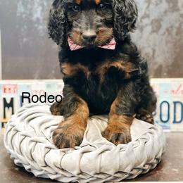 Rodeo - Phantom male Goldendoodle puppy in Pasco, Washington from Camp Doodle Woods