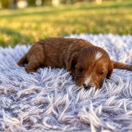 Cash - Red male Cavapoo puppy in Thorndale, Texas from Hattie’s Texas Cavapoos