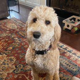 Nala - Goldendoodle