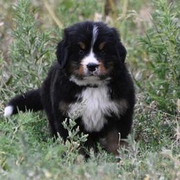 Bernese Mountain Dog, Golden Mountain Dog, and Golden Retriever Puppies from Grateful Bernese & Gage's Goldens