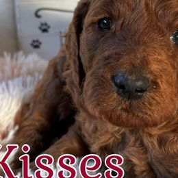 Kisses - Red  Poodle puppy in Dayton, Texas from Wolfe Island Poodles
