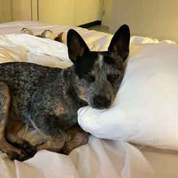 Australian Cattle Dog puppies from CT Mini Heelers