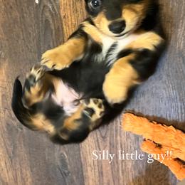 Dachshund Puppies from Logan’s Dashing Dachshunds
