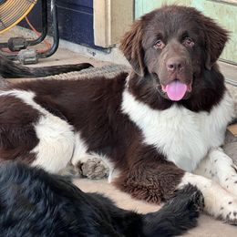 Nessie - Newfoundland