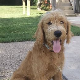 Labradoodles and Labrador Retrievers from Carroll Puppies