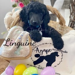 Poodle Puppies from Agape Standard Poodles