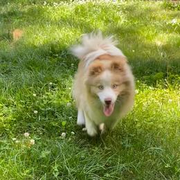Winnie - Pomsky