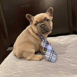 French Bulldog Puppies from Wasatch French Bulldogs