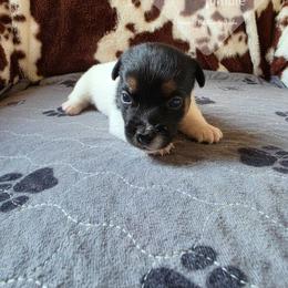 Boy 5: Twin Two - Tri-color male Russell Terrier puppy in Harvel, Illinois from Ruff and Tumble Russell Terriers