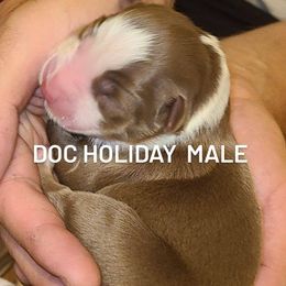 Australian Shepherd Puppies from Wilder than the west Standard Australian shepherds