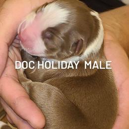 Australian Shepherd Puppies from Wilder than the west Standard Australian shepherds