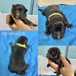 Fuji - Green boy - Bi-color male German Shepherd puppy in Oakley, California from Von Guadachi German Shepherds & Audacity Border Collies