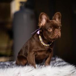 Baby Burberry - Liver female French Bulldog puppy in Ben Lomond, Arkansas from Miesha Carver's Bulldogs