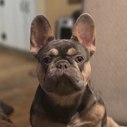 Gio - French Bulldog