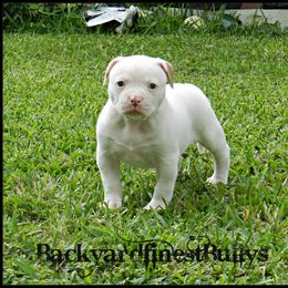 American Bulldog and French Bulldog Puppies from BackyardfinestBullys