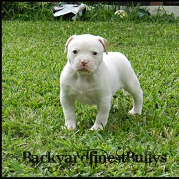 American Bulldog and French Bulldog Puppies from BackyardfinestBullys