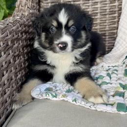 Skipper - Black tri-color male Australian Shepherd puppy in Oxford, Florida from SoCo Aussies