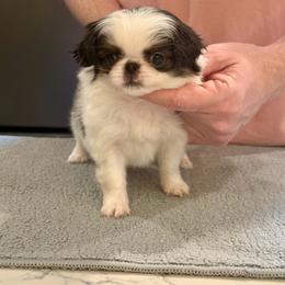 Girl 2 - Sable and white female Japanese Chin puppy in Little Rock, Arkansas from Montra Japanese Chin & Cavalier King Charles Spaniels