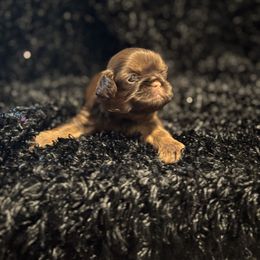 Boy 4 chocolate - Chocolate male Shih Tzu puppy in Sharon, Pennsylvania from Keystone Danes and Shih tzus