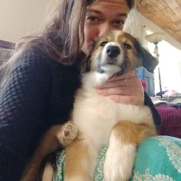 Collie Puppies from Voneida Collies