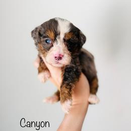 Canyon - Tri-color male Bernedoodle puppy in Auburn, Indiana from Martin’s Doodles