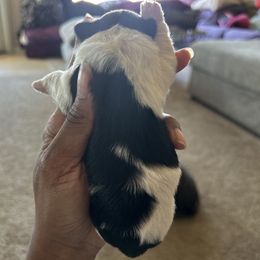 Boy 4 - Black and white male Shih Tzu puppy in Fayetteville, North Carolina from Sherrie’s Pups