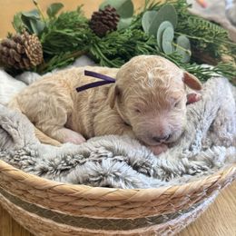 Sugar Plum (Purple Collar) - Cream female Goldendoodle puppy in Bay City, Texas from Charming Doods