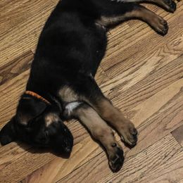 German Shepherd Puppies from Frankenhaus German Shepherds