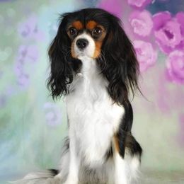 Vivian - Cavalier King Charles Spaniel