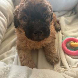 Deep mahogany Sable girl - Sable female Poodle puppy in Burien, Washington from South Sound Doodles