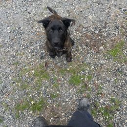 Dutch Shepherd and German Shepherd Puppies from ColesPoliceDogs