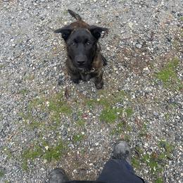 Dutch Shepherd and German Shepherd Puppies from ColesPoliceDogs
