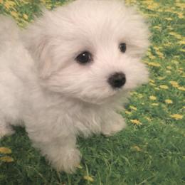 Lily - White female Maltese puppy in North Myrtle Beach, South Carolina from Perfect Puppies