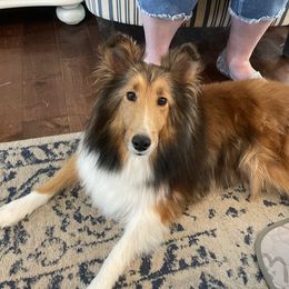Shetland Sheepdog Puppies from Armitage Shetland Sheepdogs